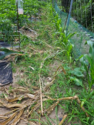 서상진님의 자유주제 · 자유게시판 작성글 사진