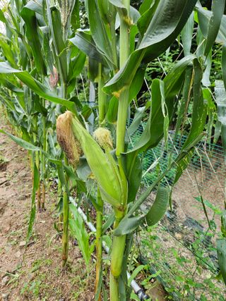 서상진님의 자유주제 · 자유게시판 작성글 사진