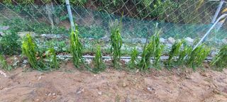 서상진님의 자유주제 · 자유게시판 작성글 사진