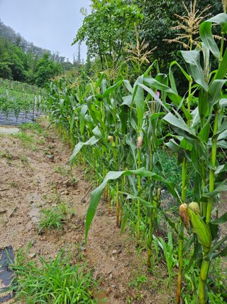 서상진님의 자유주제 · 자유게시판 작성글 사진