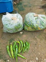 팜모닝 고추·병해충상담 게시글 이미지