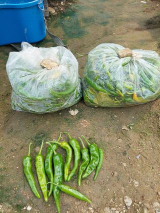 지금은 공돌이님의 고추 · 병해충상담 작성글 사진