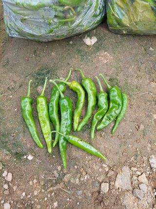 지금은 공돌이님의 고추 · 병해충상담 작성글 사진