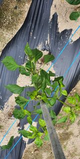 팜모닝 고추·병해충상담 게시글 이미지