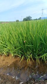 팜모닝 벼·자유게시판 게시글 이미지