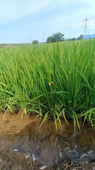 이복길님의 벼 · 자유게시판 작성글 사진