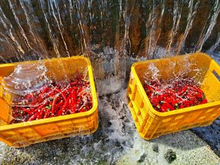 농촌사랑님의 자유주제 · 자유게시판 작성글 사진