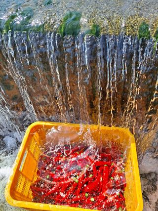 농촌사랑님의 자유주제 · 자유게시판 작성글 사진