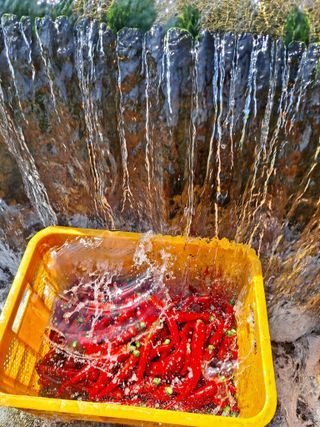 농촌사랑님의 자유주제 · 자유게시판 작성글 사진