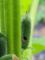 팜모닝 참깨·자유게시판 게시글 이미지