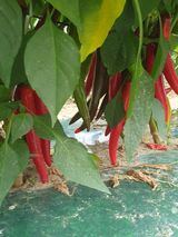 팜모닝 고추·일상 게시글 이미지