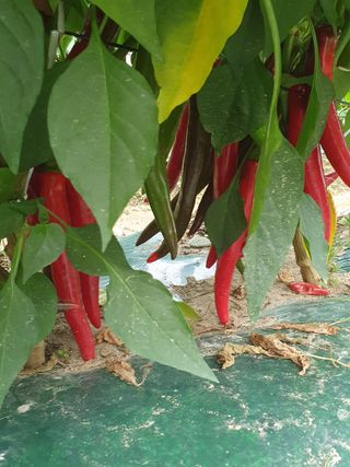 김옥자님의 고추 · 일상 작성글 사진