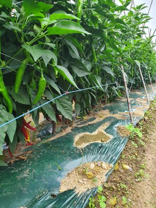 김옥자님의 고추 · 일상 작성글 사진