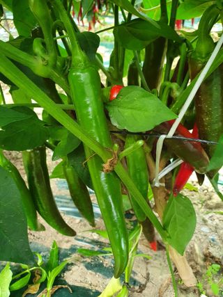 김옥자님의 고추 · 일상 작성글 사진