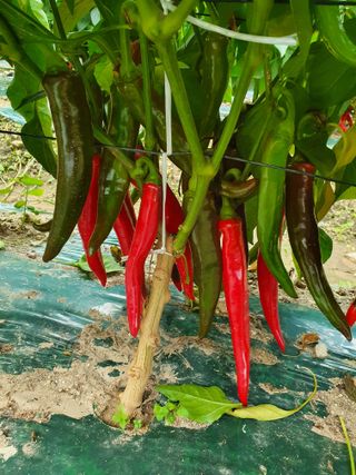 김옥자님의 고추 · 일상 작성글 사진