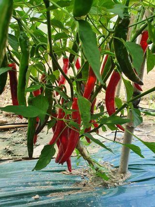 김옥자님의 고추 · 일상 작성글 사진