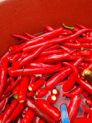 김옥자님의 고추 · 일상 작성글 사진