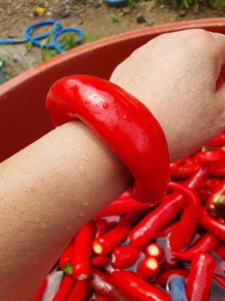 김옥자님의 고추 · 일상 작성글 사진