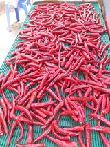 팜모닝 고추·수확 게시글 이미지