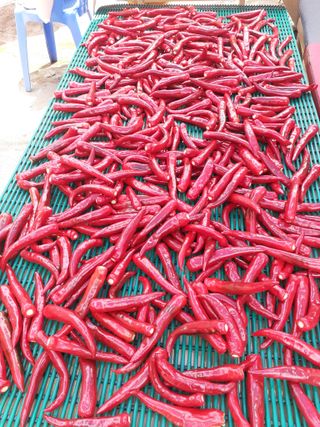 임광빈님의 고추 · 수확 작성글 사진