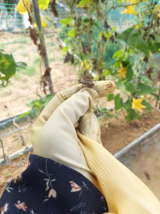 대박🙂🙏님의 고추 · 병해충상담 작성글 사진