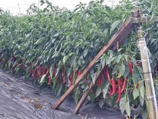 고추13184님의 고추 · 수확 작성글 사진