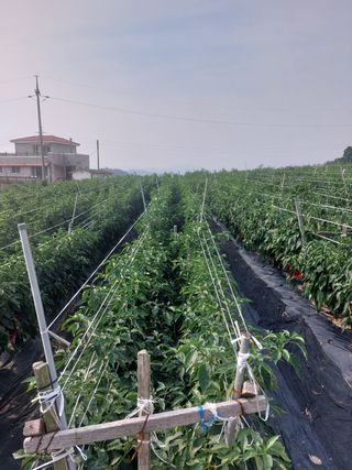 고추13184님의 고추 · 수확 작성글 사진