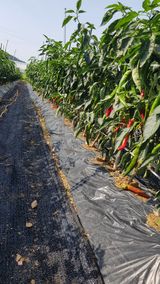 팜모닝 고추·영농일지 게시글 이미지