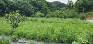 김영진님의 감 · 영농일지 작성글 사진