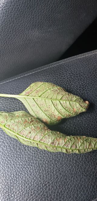 쫀쫀이할머니님의 참깨 · 병해충상담 작성글 사진