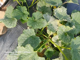 소재관님의 기타작물 · 병해충상담 작성글 사진