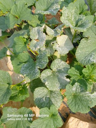 소재관님의 기타작물 · 병해충상담 작성글 사진