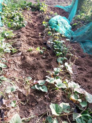 배추21924님의 고구마 · 자유게시판 작성글 사진