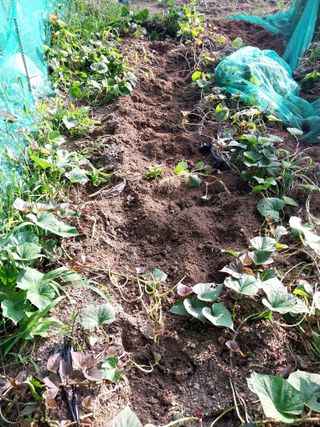 배추21924님의 고구마 · 자유게시판 작성글 사진