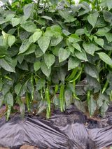 팜모닝 어떤 유기농자재 쓰세요?·참여글 게시글 이미지