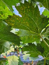 팜모닝 포도·병해충상담 게시글 이미지