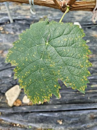 블루베리13637님의 포도 · 병해충상담 작성글 사진