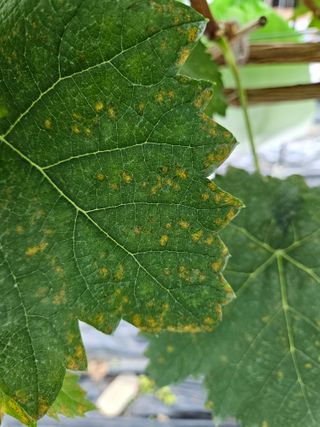 블루베리13637님의 포도 · 병해충상담 작성글 사진