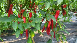 민영홍님의 고추 · 영농일지 작성글 사진