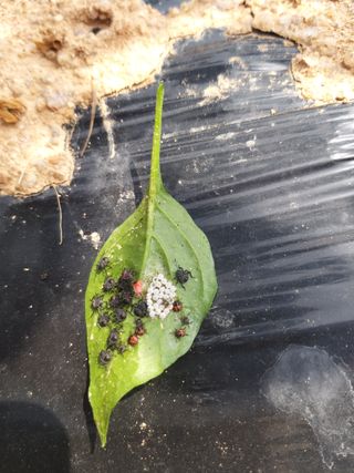 김옥란님의 고추 · 병해충상담 작성글 사진