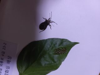 김옥란님의 고추 · 병해충상담 작성글 사진