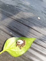 팜모닝 고추·병해충상담 게시글 이미지