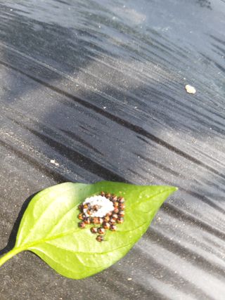 김옥란님의 고추 · 병해충상담 작성글 사진