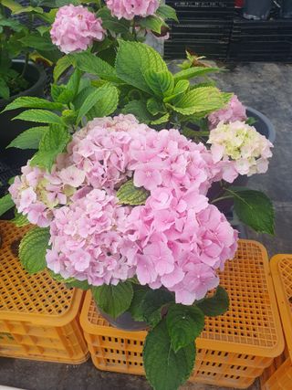 인생은 소풍처럼님의 토마토 · 일상 작성글 사진