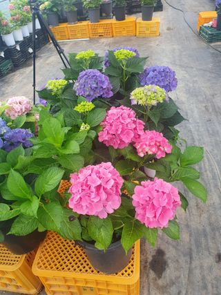 인생은 소풍처럼님의 토마토 · 일상 작성글 사진