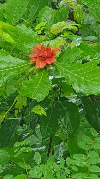 인생은 소풍처럼님의 토마토 · 일상 작성글 사진