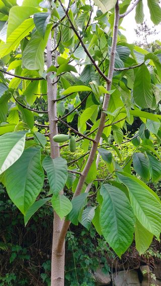 신준철님의 기타작물 · 병해충상담 작성글 사진