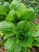 팜모닝 배추·병해충상담 게시글 이미지