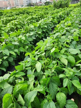 에바다님의 콩 · 자유게시판 작성글 사진