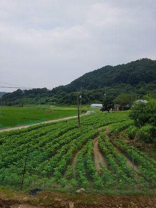 우농부님의 고추 · 수확 작성글 사진